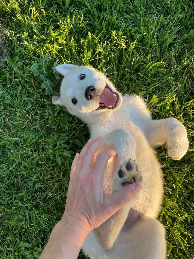 Enlarge Toby, a Adopted Husky in Columbus, OH image 3/6