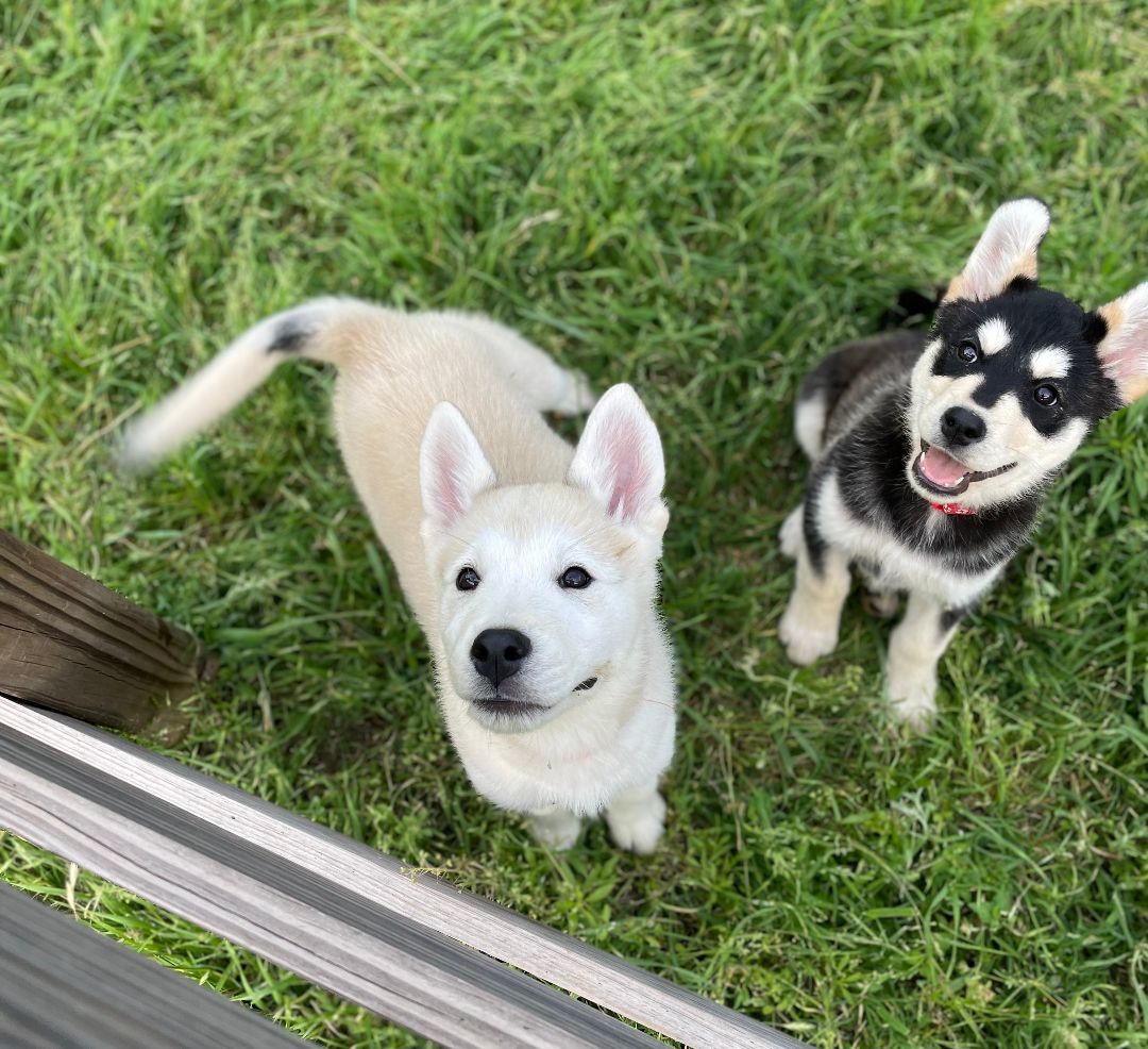 Enlarge Toby, a Adopted Husky in Columbus, OH image 4/6