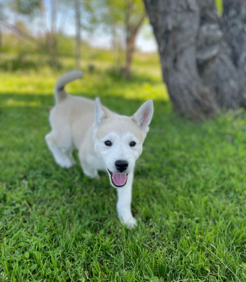 Enlarge Toby, a Adopted Husky in Columbus, OH image 5/6