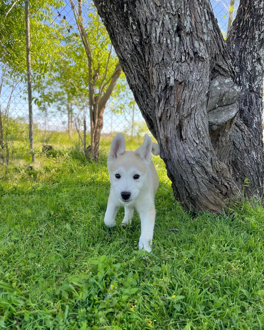 Enlarge Toby, a Adopted Husky in Columbus, OH image 6/6