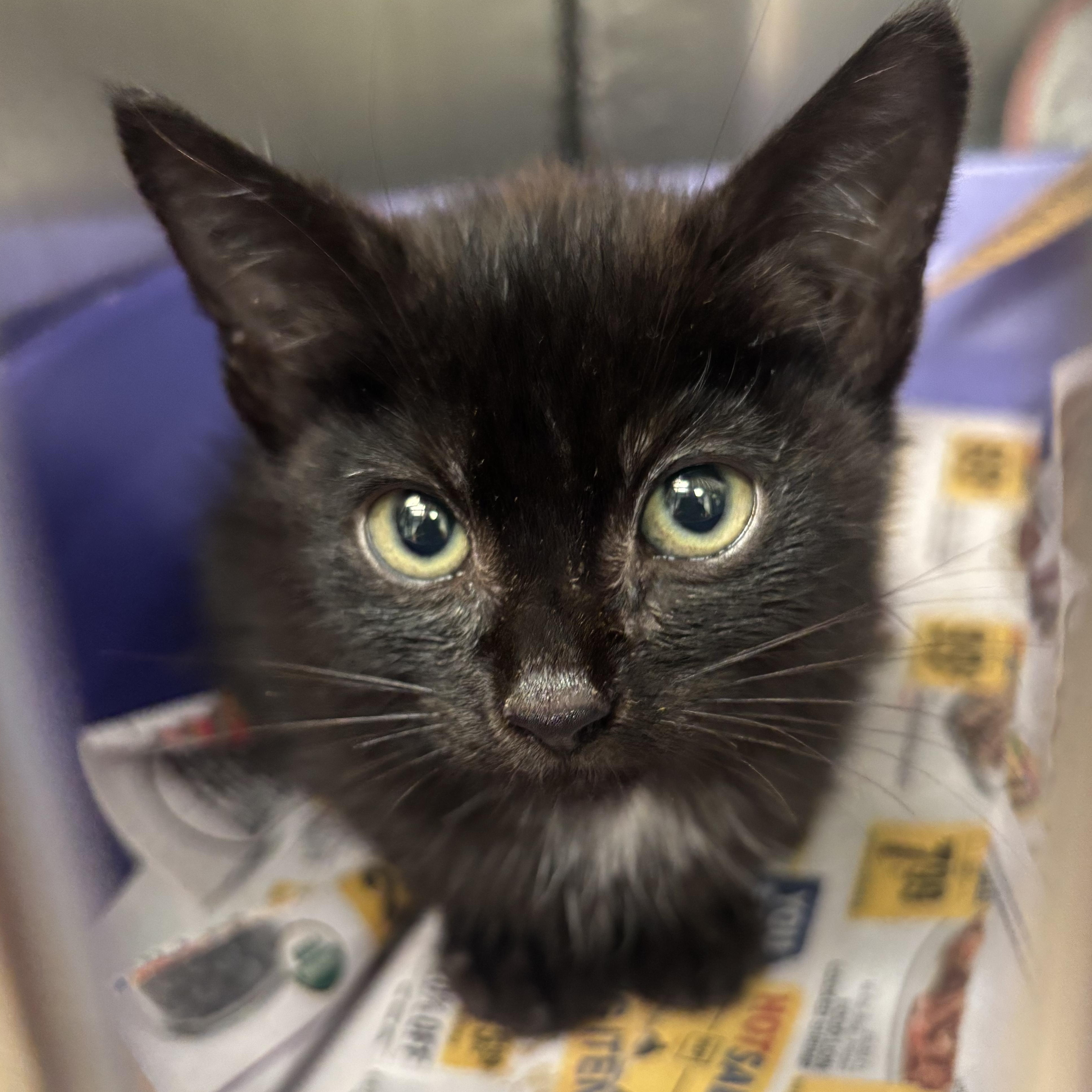 Frakenstein, Adoptable, Kitten Male Domestic Short Hair.