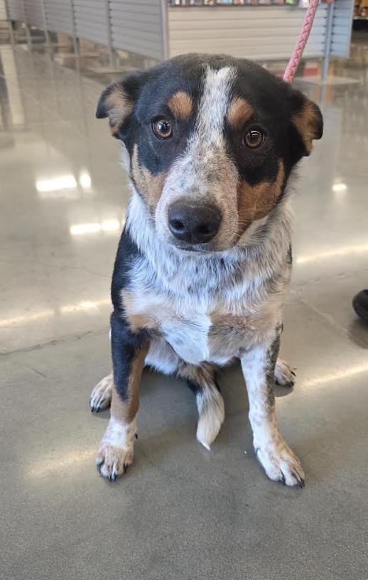 Enlarge Harley, a ADOPTABLE mixed breed in Jxn, MS image 2/5