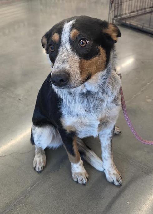 Enlarge Harley, a ADOPTABLE mixed breed in Jxn, MS image 5/5
