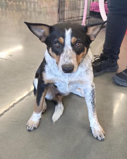 Enlarge Harley, a ADOPTABLE mixed breed in Jxn, MS image 1/5