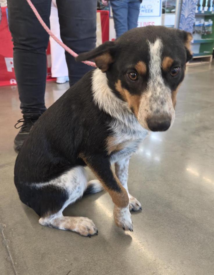 Enlarge Harley, a ADOPTABLE mixed breed in Jxn, MS image 4/5