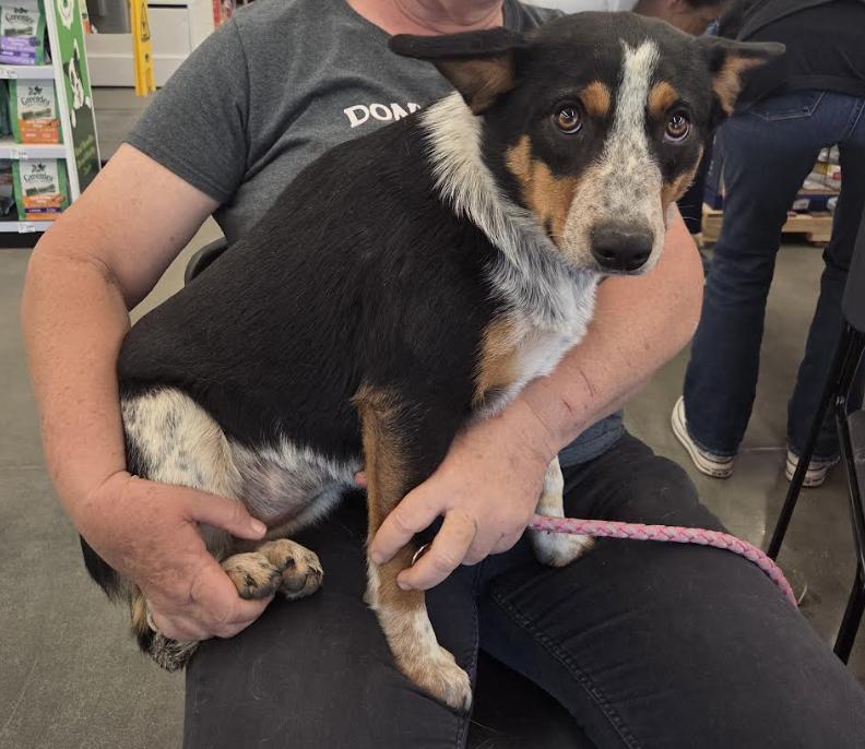 Enlarge Harley, a ADOPTABLE mixed breed in Jxn, MS image 3/5