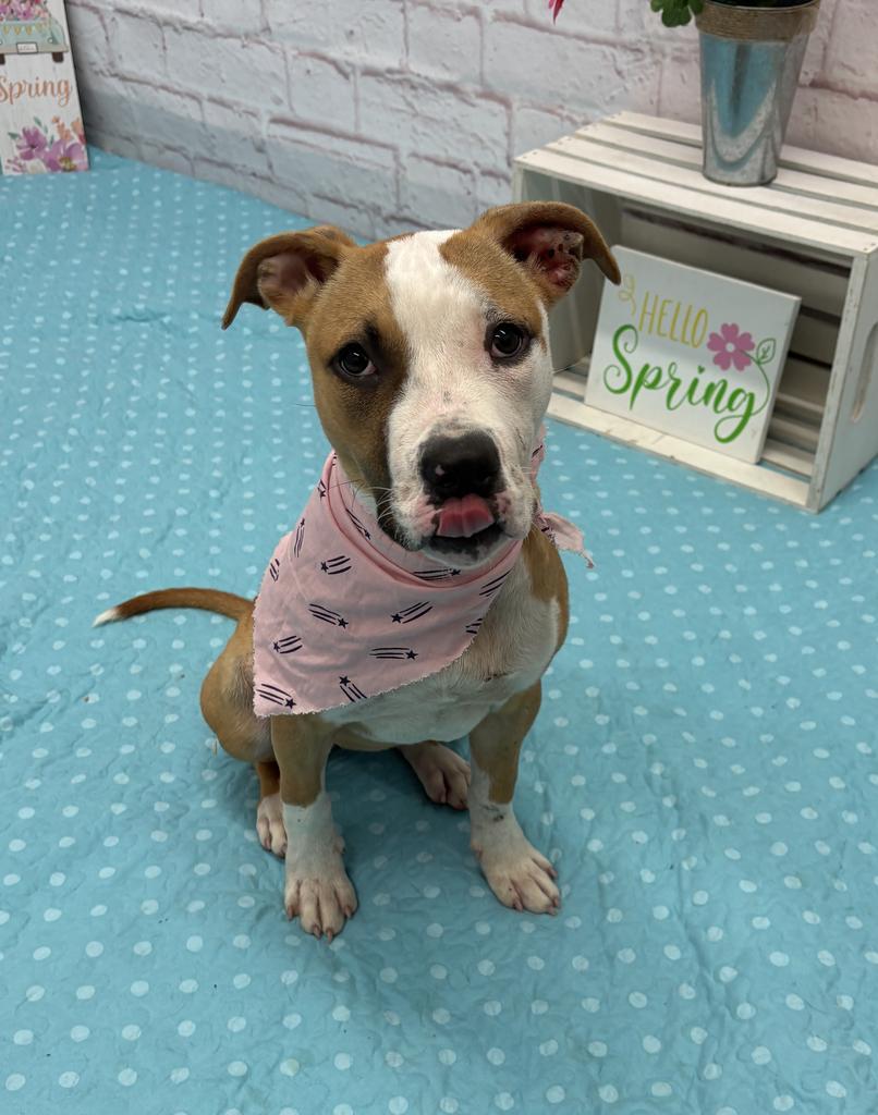 Dolce, Adoptable, Puppy Female Mixed Breed.