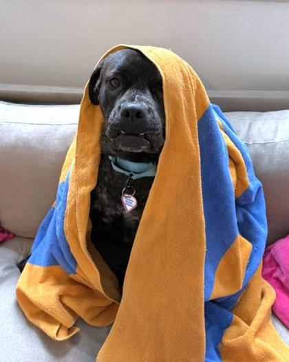 Buella, Adoptable, Adult Female Boxer & Mixed Breed.