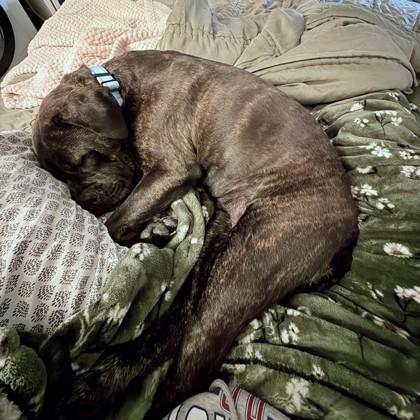 Enlarge Buella, a Adoptable mixed breed in Washington, DC image 2/3