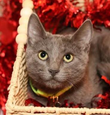 Caleb, Baby Male Russian Blue