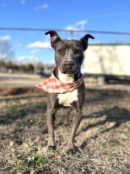 Enlarge Mini, a Adoptable mixed breed in Bartlesville, OK image 1/1