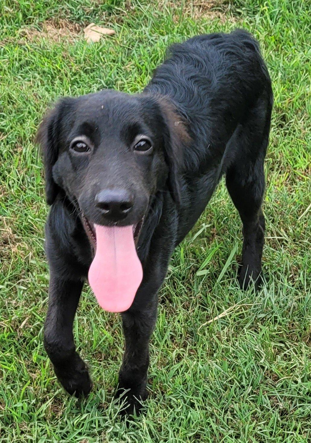 Enlarge Louie 20, a Adoptable mixed breed in Killingworth, CT image 1/6