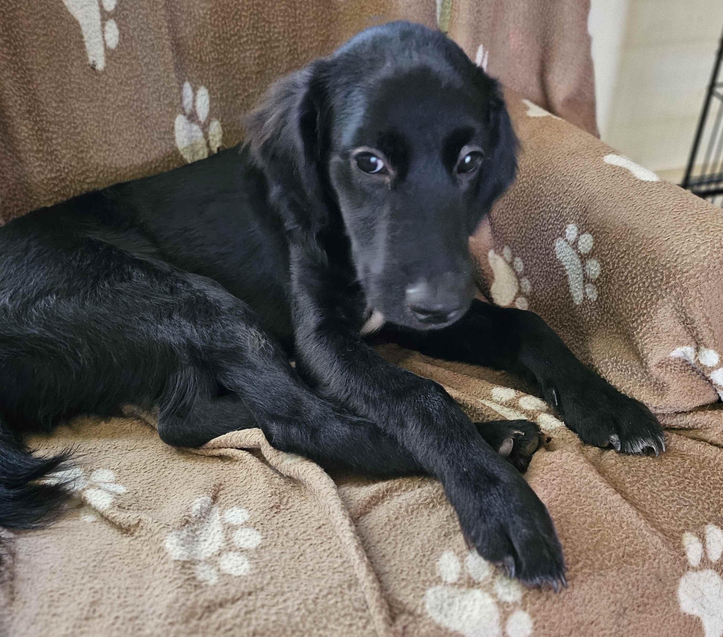 Enlarge Louie 20, a Adopted mixed breed in Killingworth, CT image 5/6