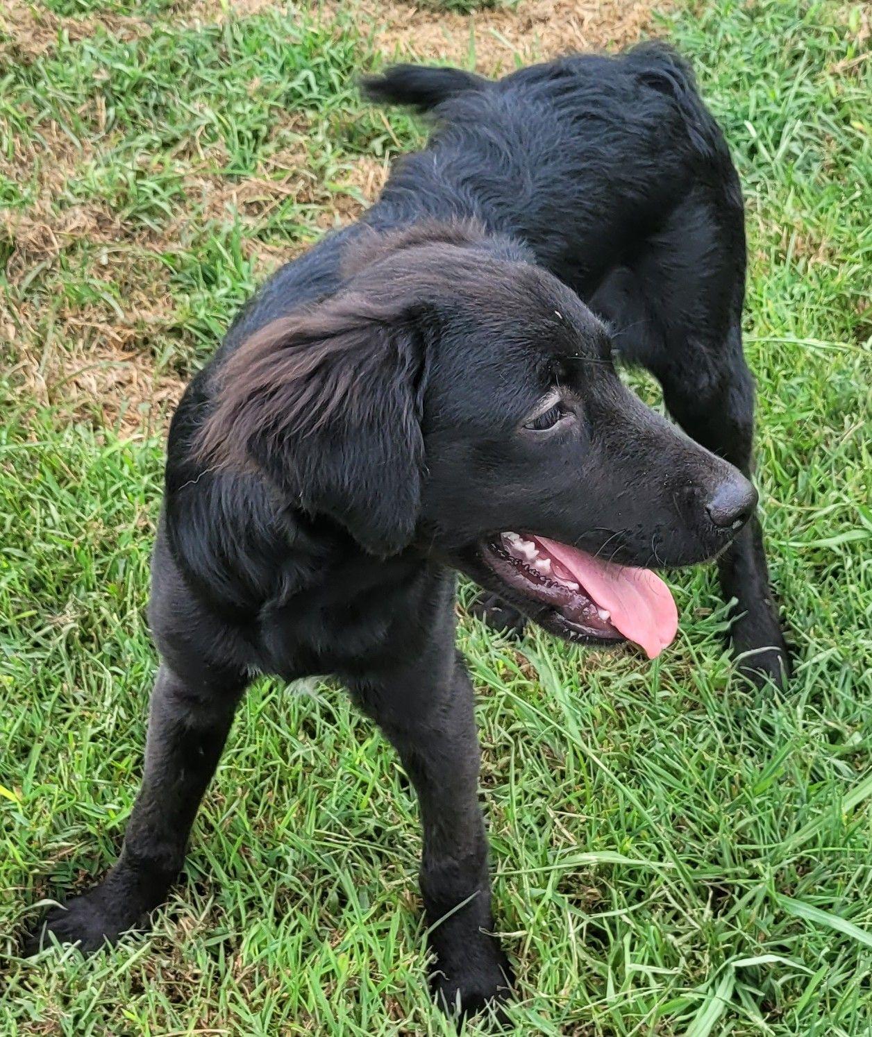 Enlarge Louie 20, a Adoptable mixed breed in Killingworth, CT image 5/6