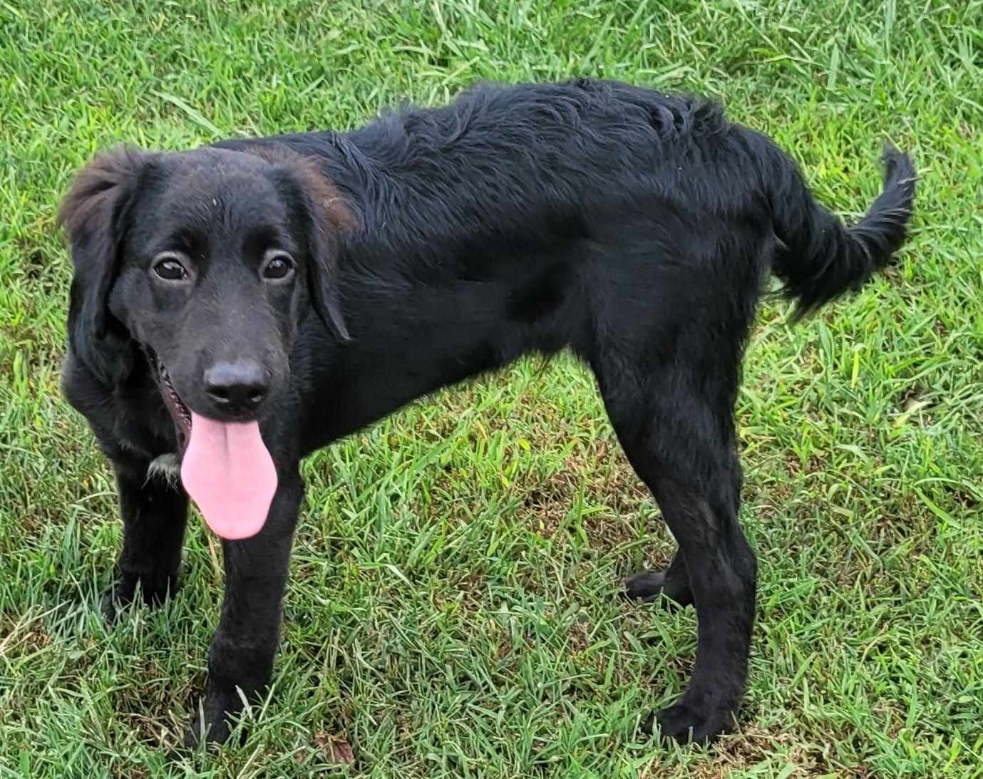 Enlarge Louie 20, a Adoptable mixed breed in Killingworth, CT image 4/6