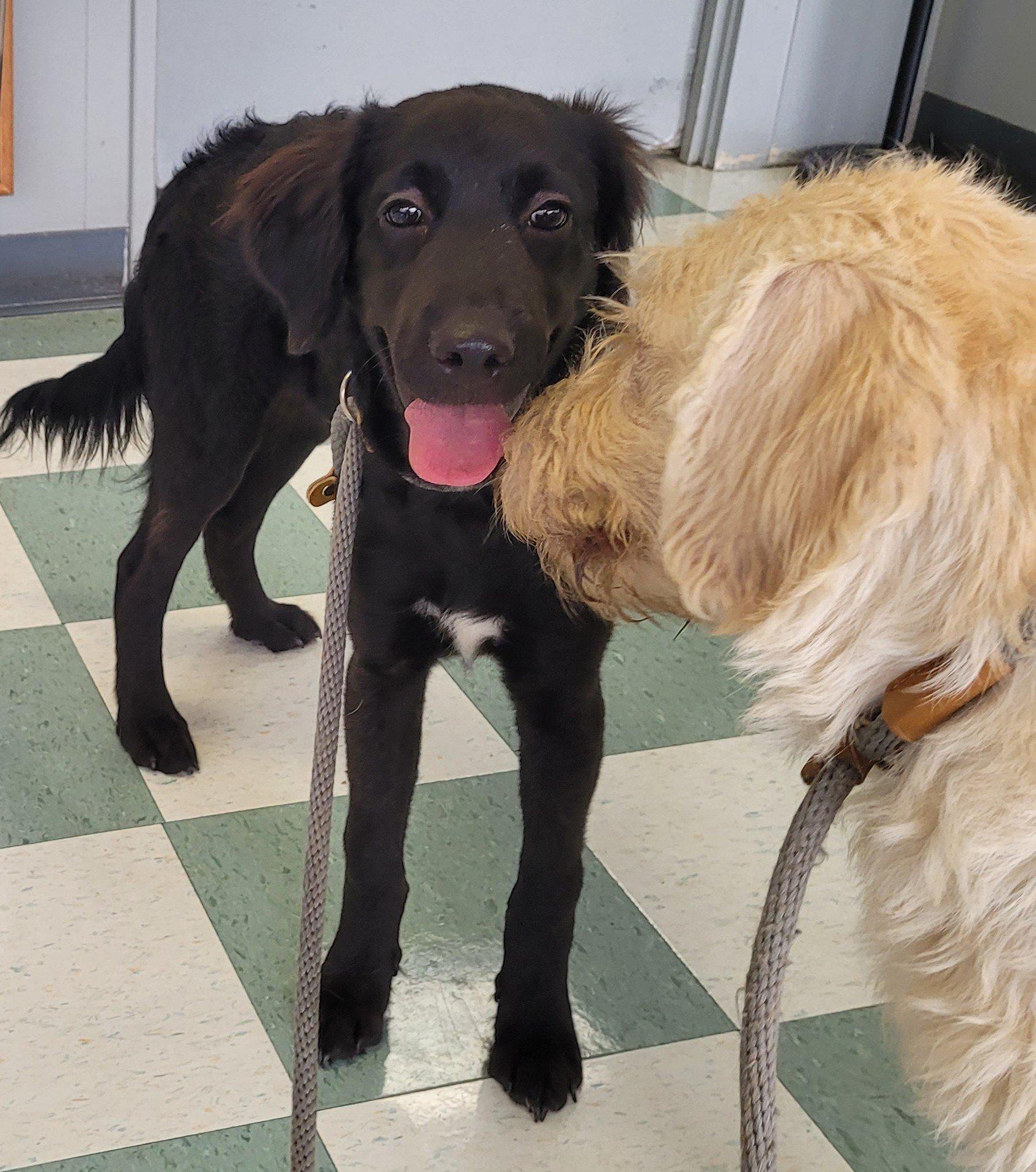 Enlarge Louie 20, a Adopted mixed breed in Killingworth, CT image 2/6