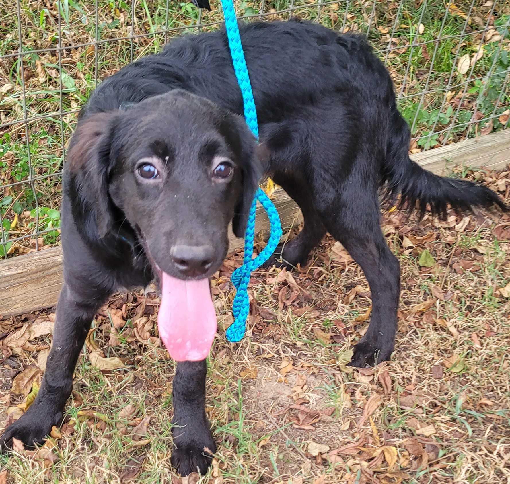 Enlarge Louie 20, a Adoptable mixed breed in Killingworth, CT image 2/6