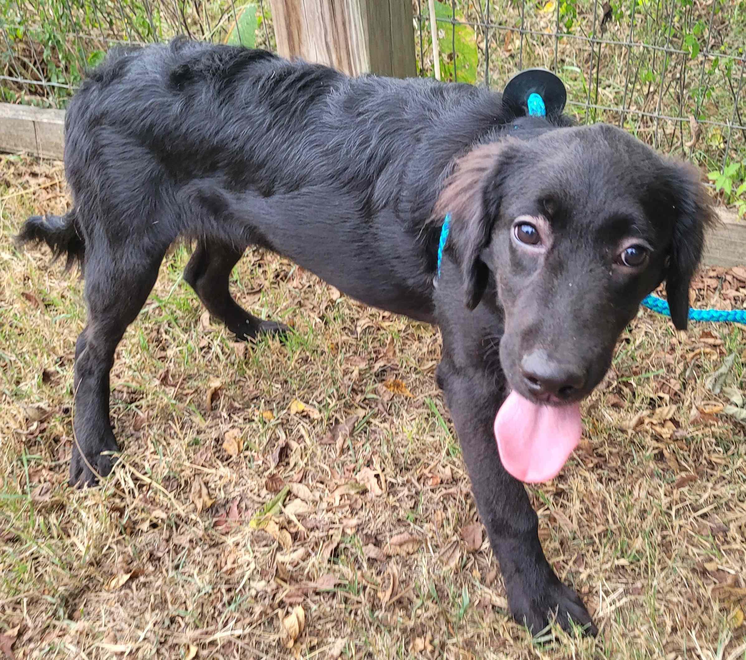 Enlarge Louie 20, a Adoptable mixed breed in Killingworth, CT image 3/6