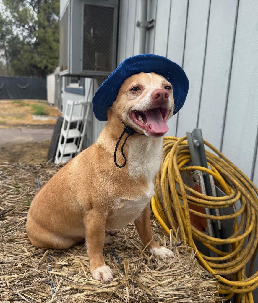Dino, Adoptable, Young Male Terrier & Chihuahua.