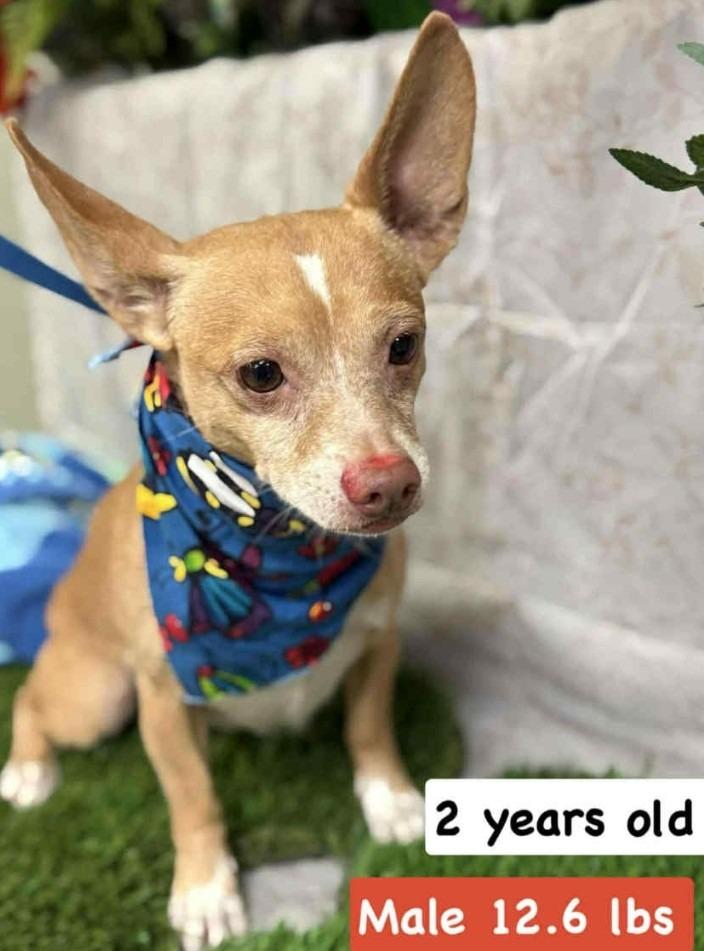 Enlarge Dino, a Adoptable mixed breed in Lemoore, CA image 2/3