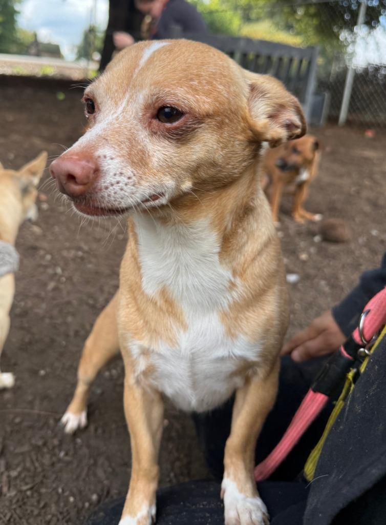 Enlarge Dino, a Adoptable mixed breed in Lemoore, CA image 3/3