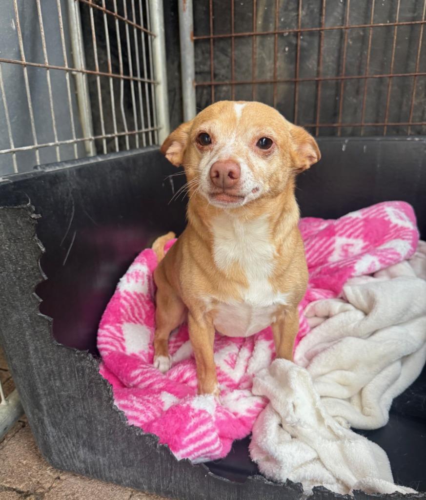 Enlarge Dino, a Adoptable mixed breed in Lemoore, CA image 4/4