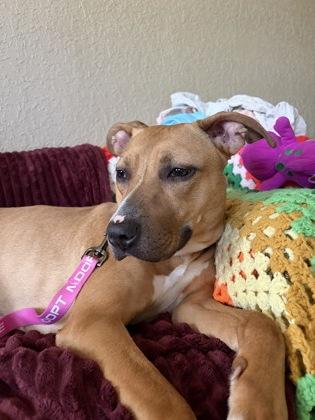 Yuzu, Adoptable, Adult Female Pit Bull Terrier & Mixed Breed.