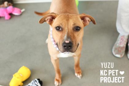 Yuzu, a Adoptable mixed breed in Kansas City, MO image 1/3