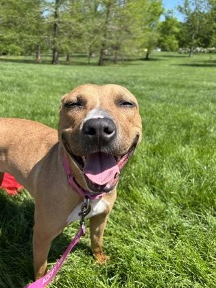 Yuzu, a Adoptable mixed breed in Kansas City, MO image 2/3
