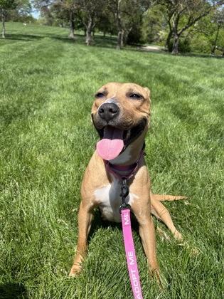 Yuzu, a Adoptable mixed breed in Kansas City, MO image 2/3