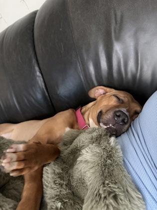 Yuzu, a Adoptable mixed breed in Kansas City, MO image 3/3