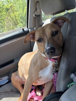 Yuzu, a Adoptable mixed breed in Kansas City, MO image 3/3
