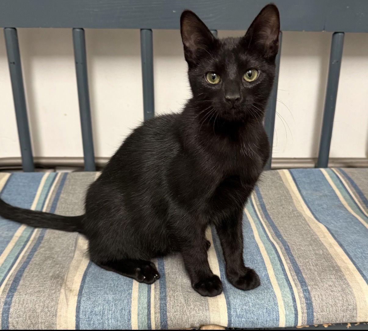 Drac, a Adoptable Domestic Short Hair in Newtown Square, PA image 1/3