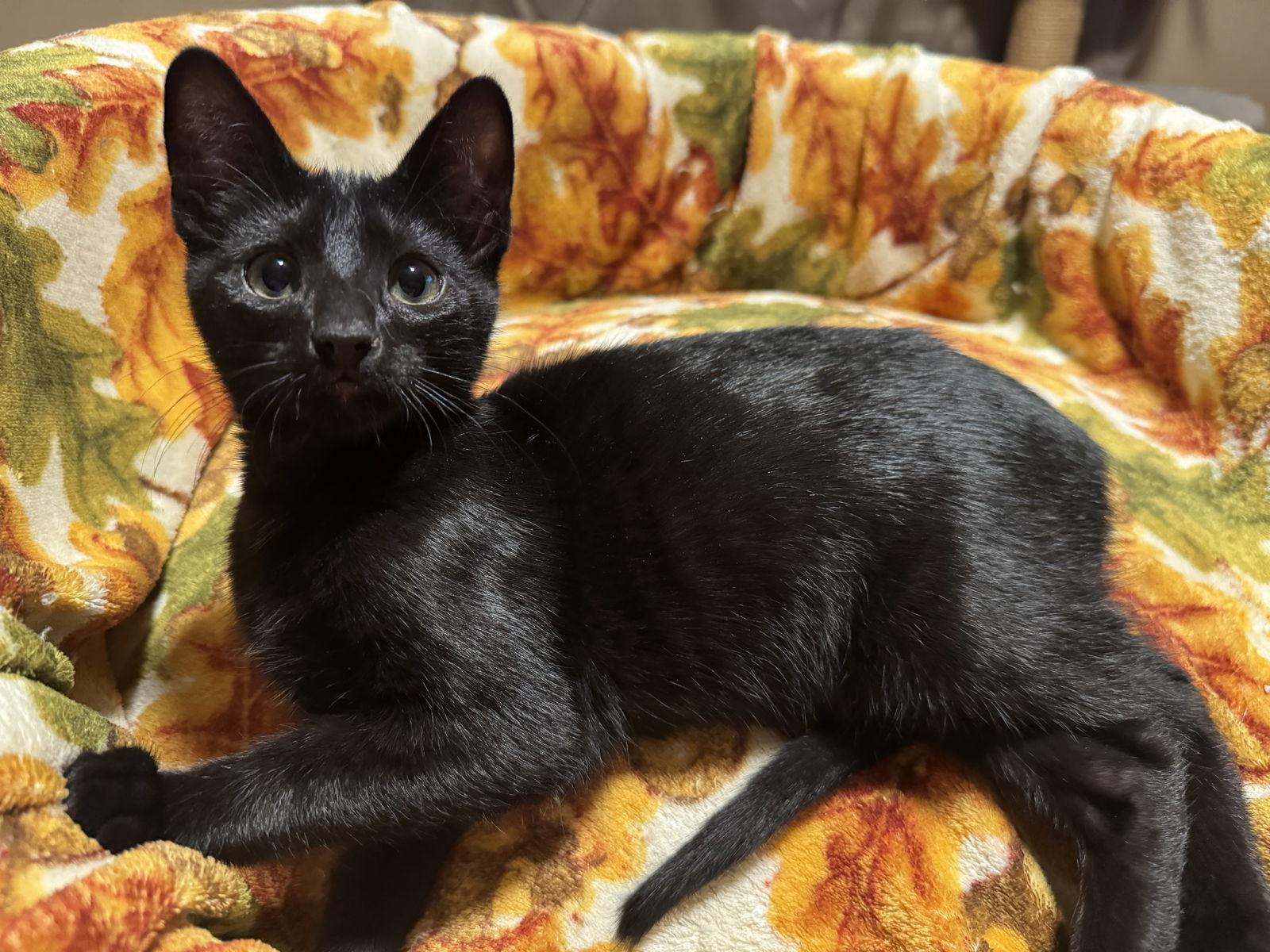 Drac, a Adoptable Domestic Short Hair in Newtown Square, PA image 3/3