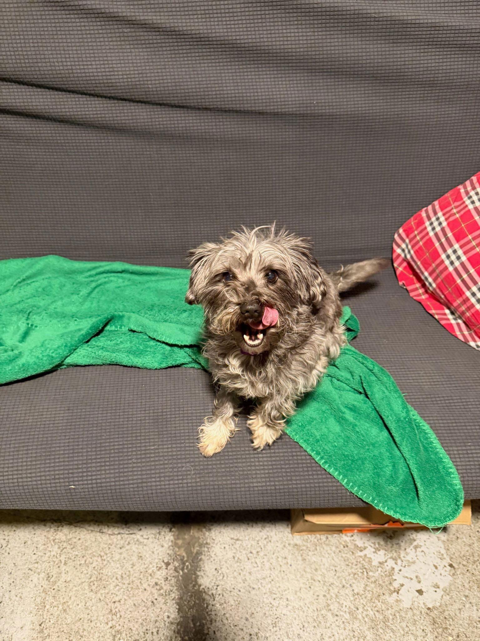 Savory Oreo, Adoptable, Adult Female Schnauzer & Poodle.