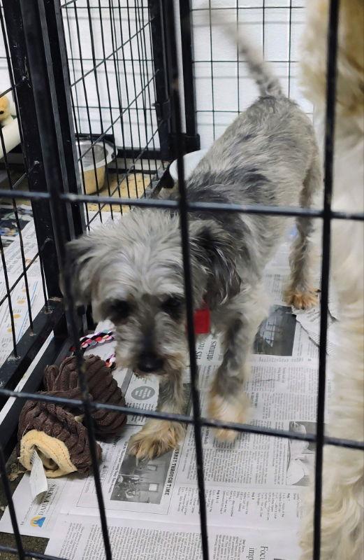 Savory Oreo, a Adoptable mixed breed in Mukwonago, WI image 1/2