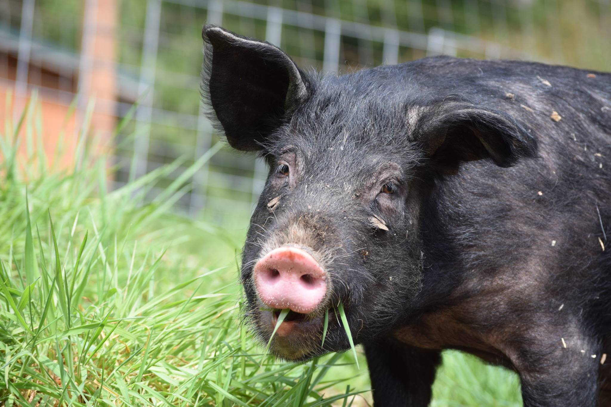 Enlarge Nanni & Noodles, a Adoptable Pig in Sultan, WA image 1/8