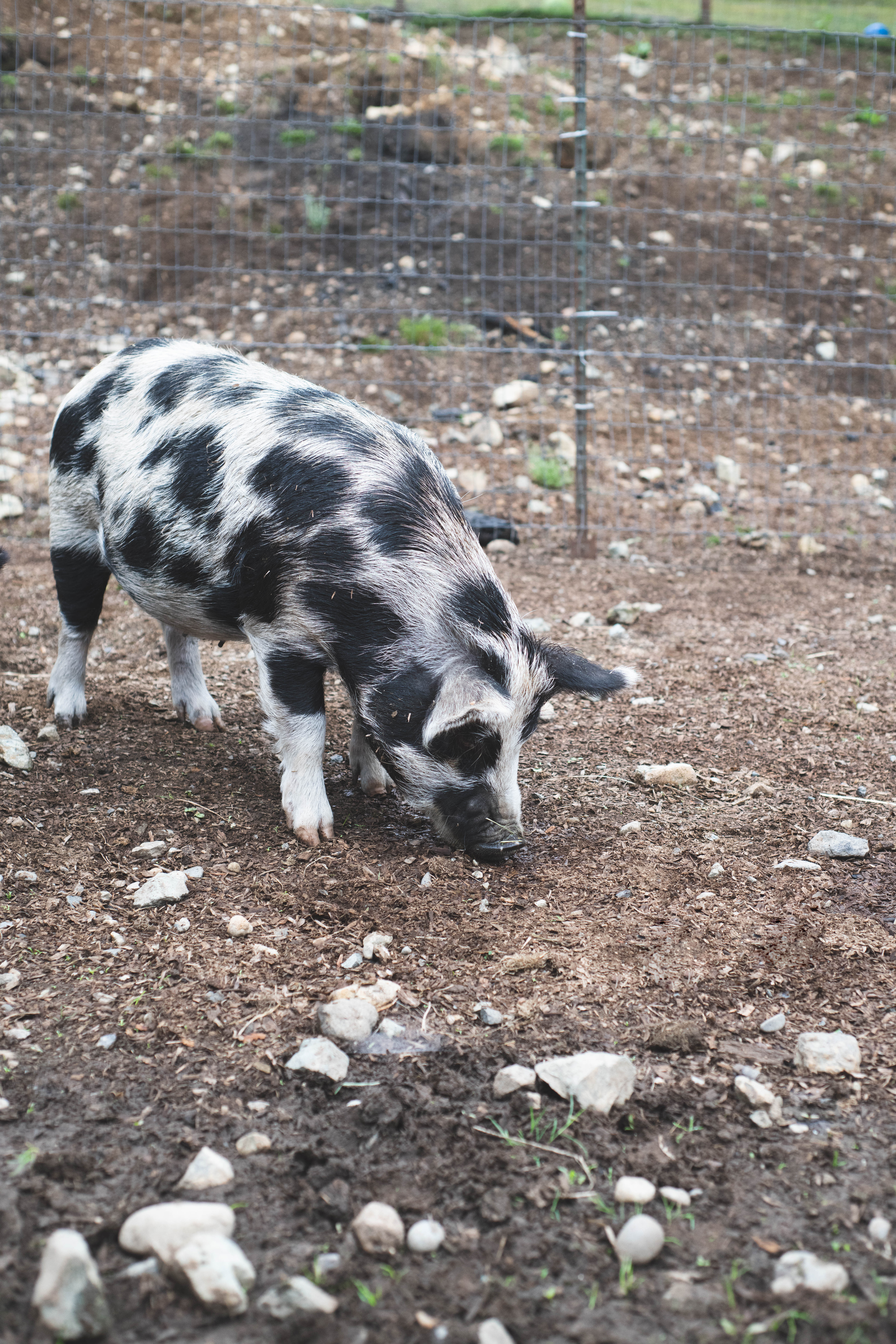 Nanni & Noodles, Adult Female Pig
