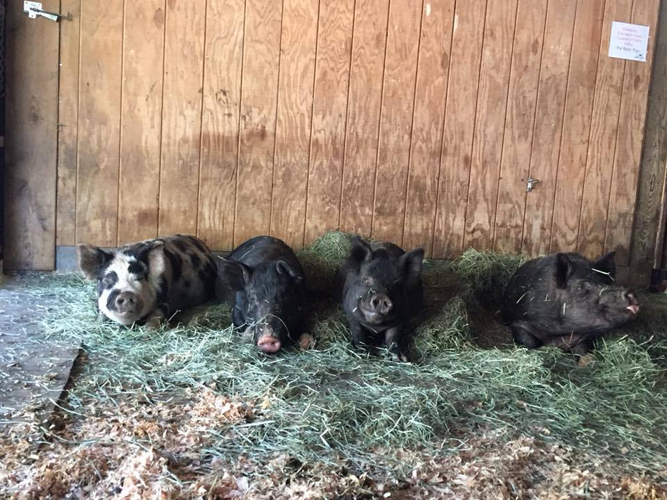 Enlarge Nanni & Noodles, a Adoptable Pig in Sultan, WA image 3/8