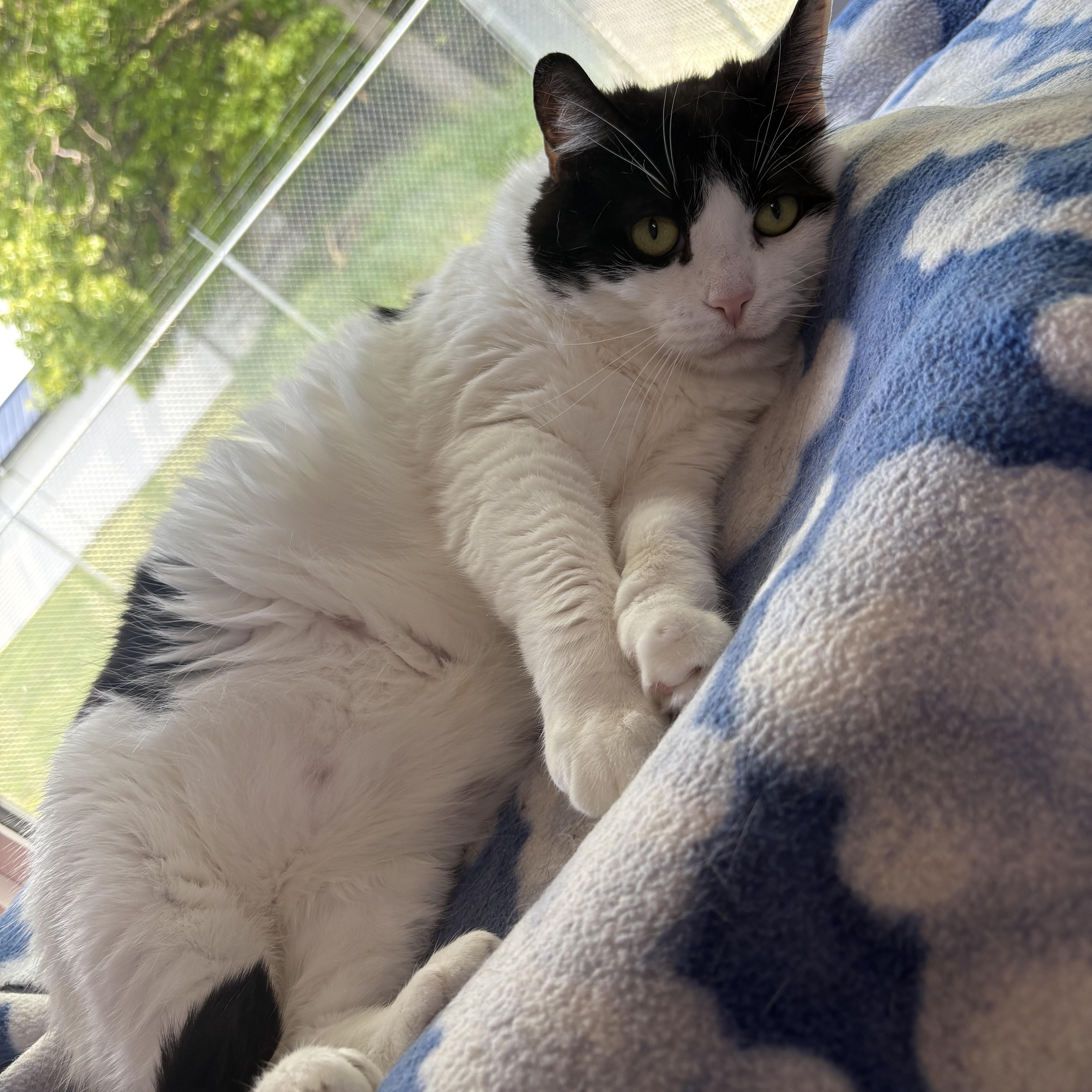 Enlarge Izzo, a Adoptable Domestic Short Hair in Stockbridge, MI image 3/3