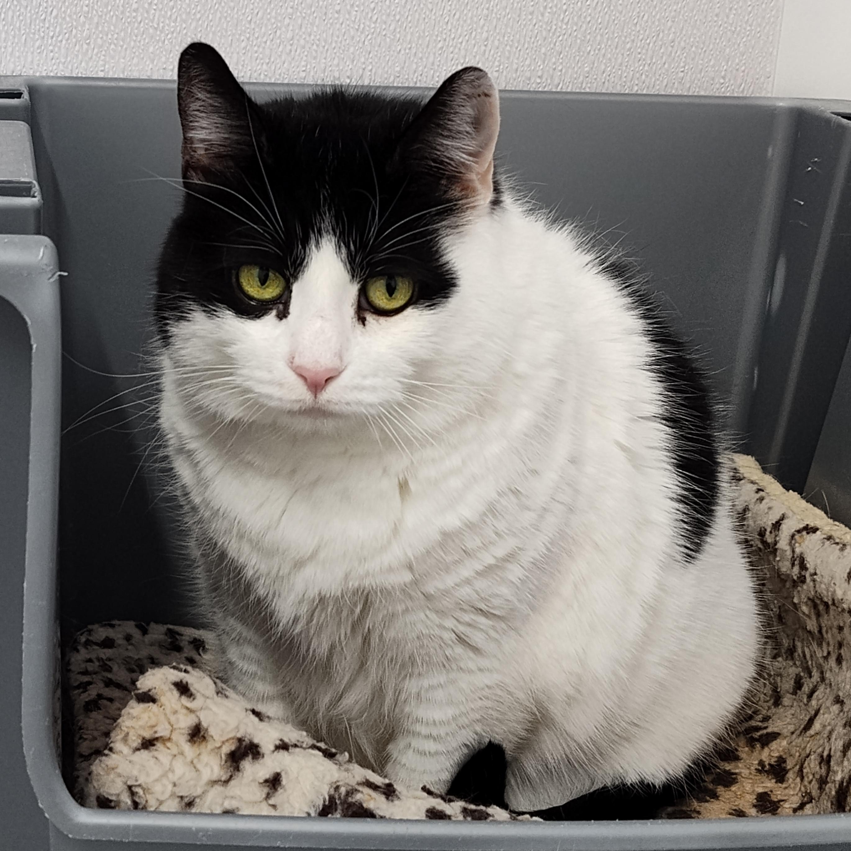 Enlarge Izzo, a Adoptable Domestic Short Hair in Stockbridge, MI image 1/3