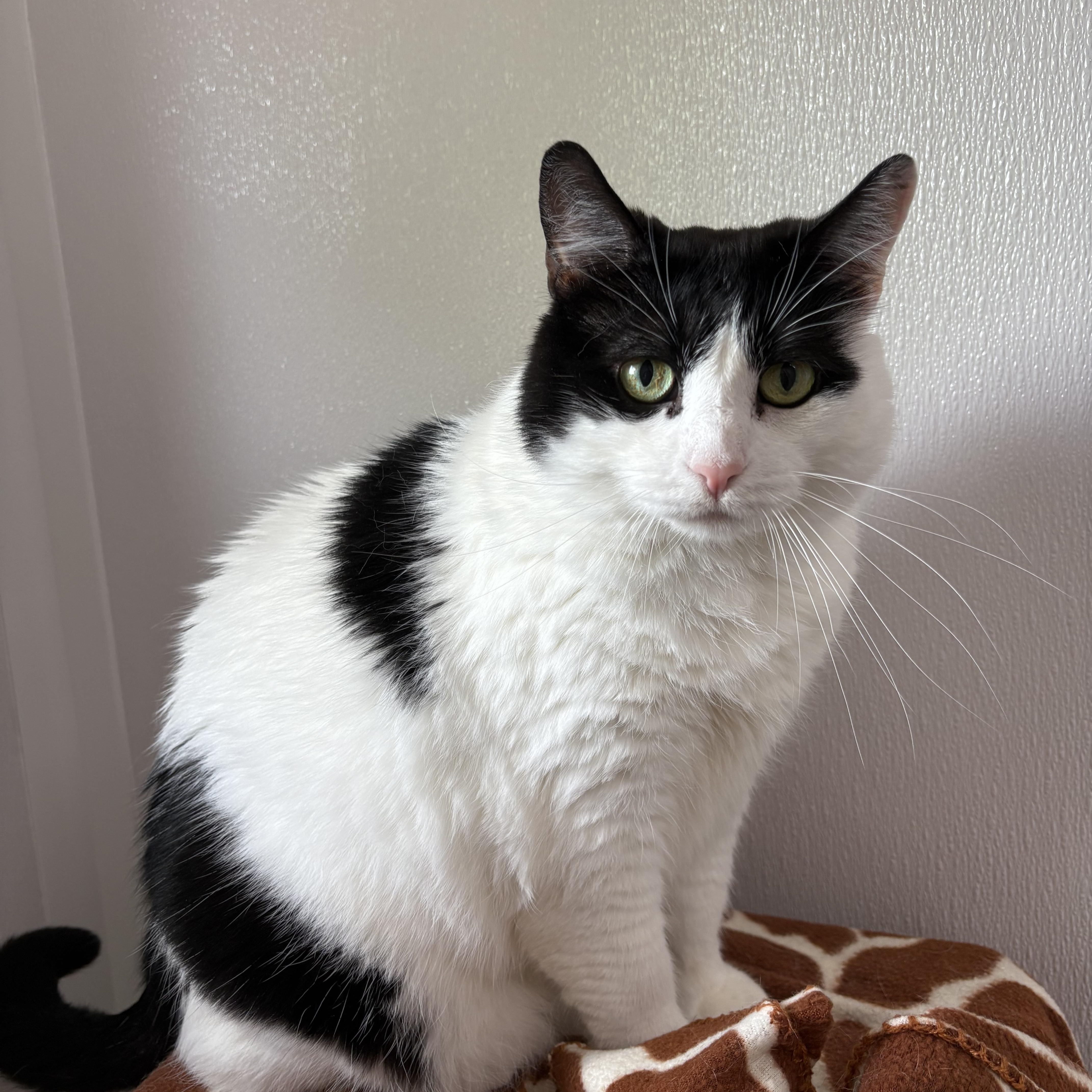 Izzo, Adoptable, Adult Female Domestic Short Hair.