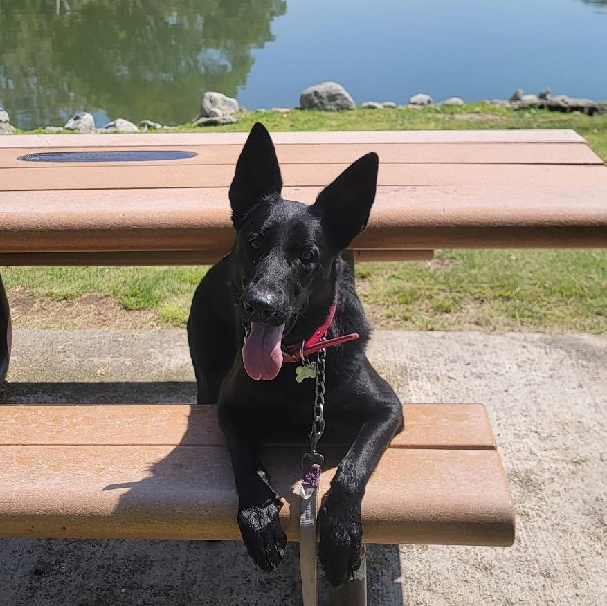 Bella~ intelligent and obedient, Adoptable, Young Female German Shepherd Dog.
