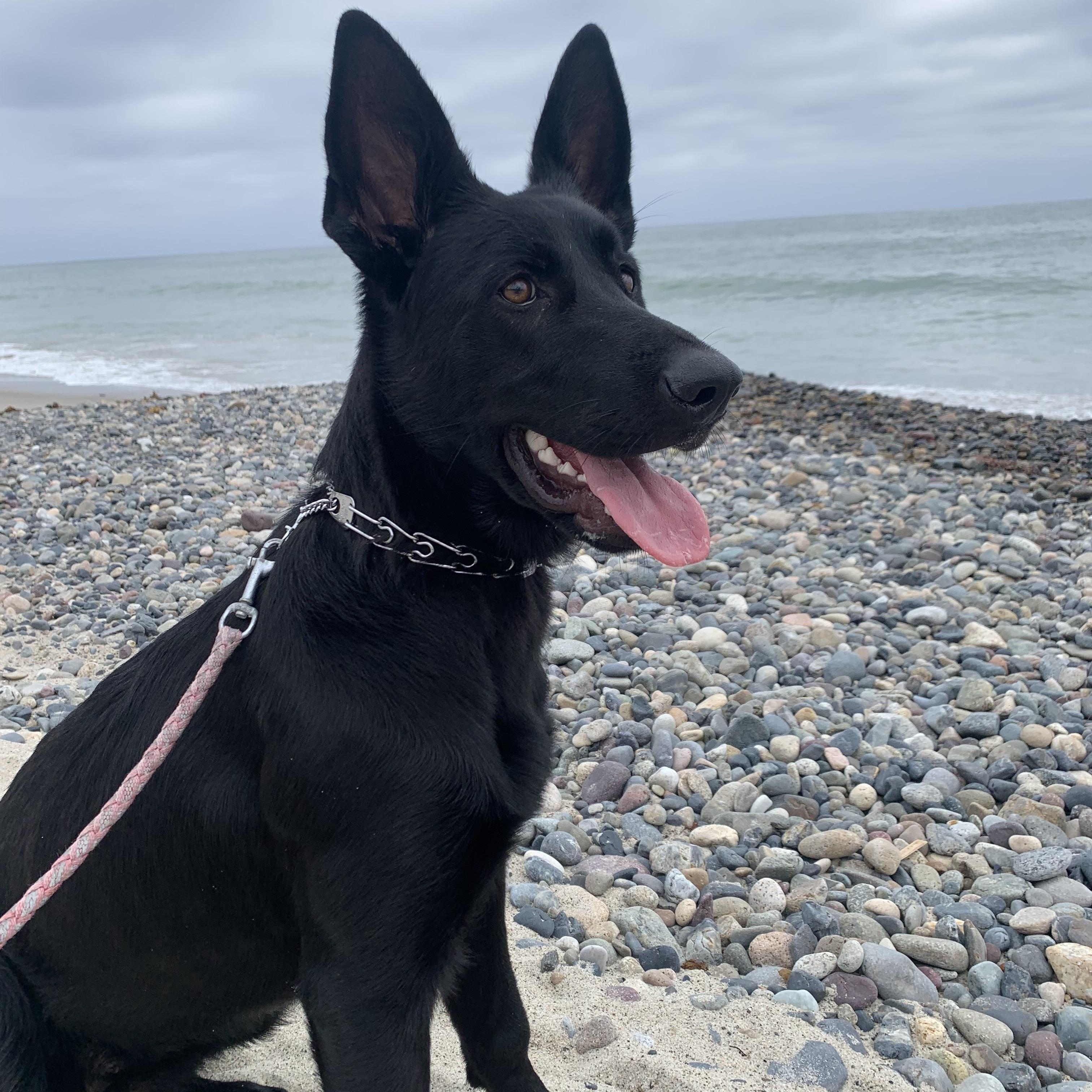 Bella~ intelligent and obedient, a Adoptable German Shepherd Dog in Irvine, CA image 2/6