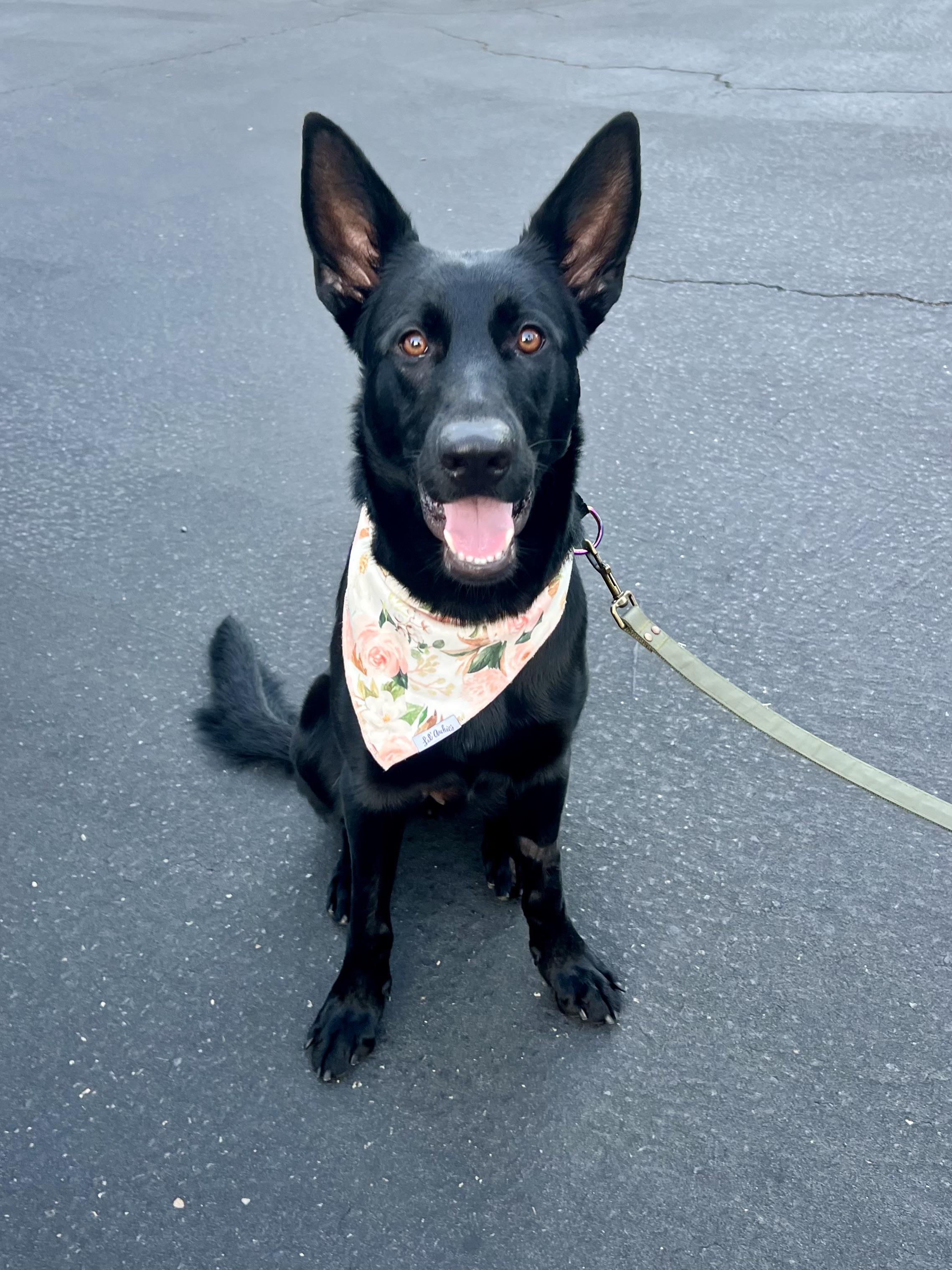 Bella~ intelligent and obedient, a Adoptable German Shepherd Dog in Irvine, CA image 3/6