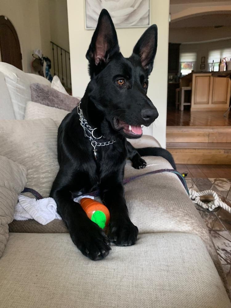 Bella~ intelligent and obedient, a Adoptable German Shepherd Dog in Irvine, CA image 4/6