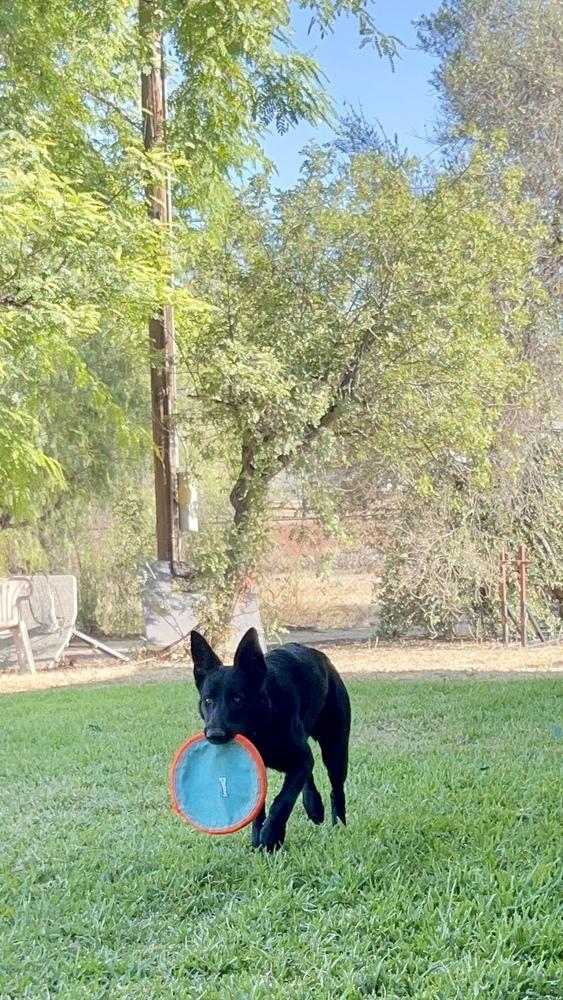 Bella~ intelligent and obedient, a Adoptable German Shepherd Dog in Irvine, CA image 5/6