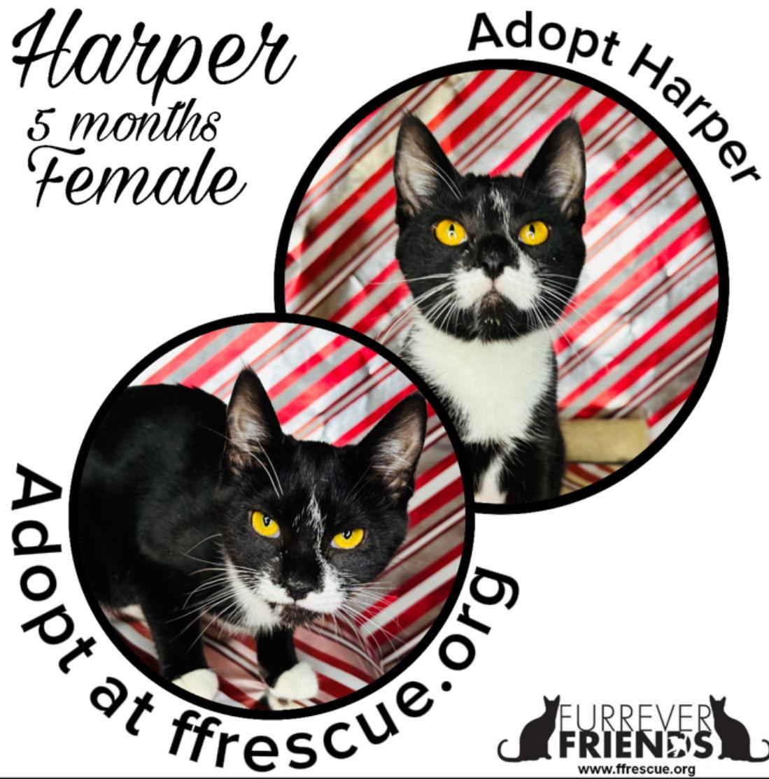 Harper, Adoptable, Young Female Domestic Short Hair.