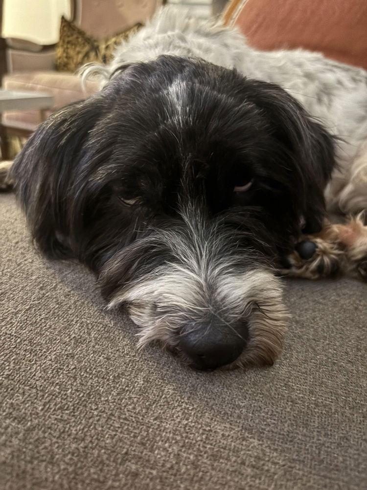 Arctic, Adoptable, Adult Male Terrier.