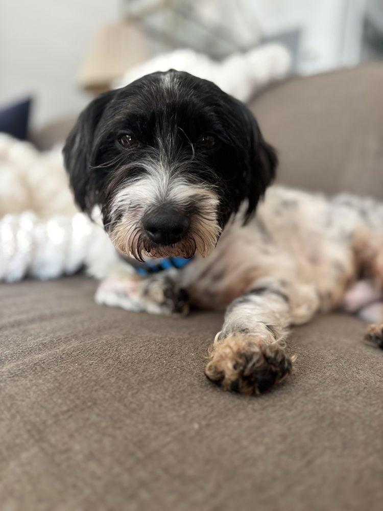 Enlarge Arctic, a Adoptable Terrier in Charlotte, NC image 2/3